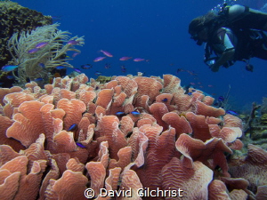 Roatan Marine Park, coral scene with diver. by David Gilchrist 